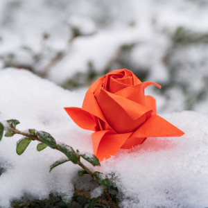 Origami Rose in Schnee 3