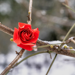 Origami Rose im Schnee 1.1