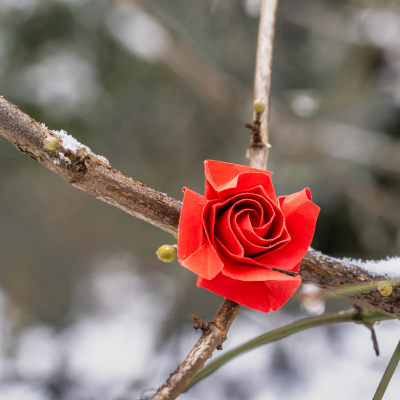 Origami Rose im Schnee 1.3